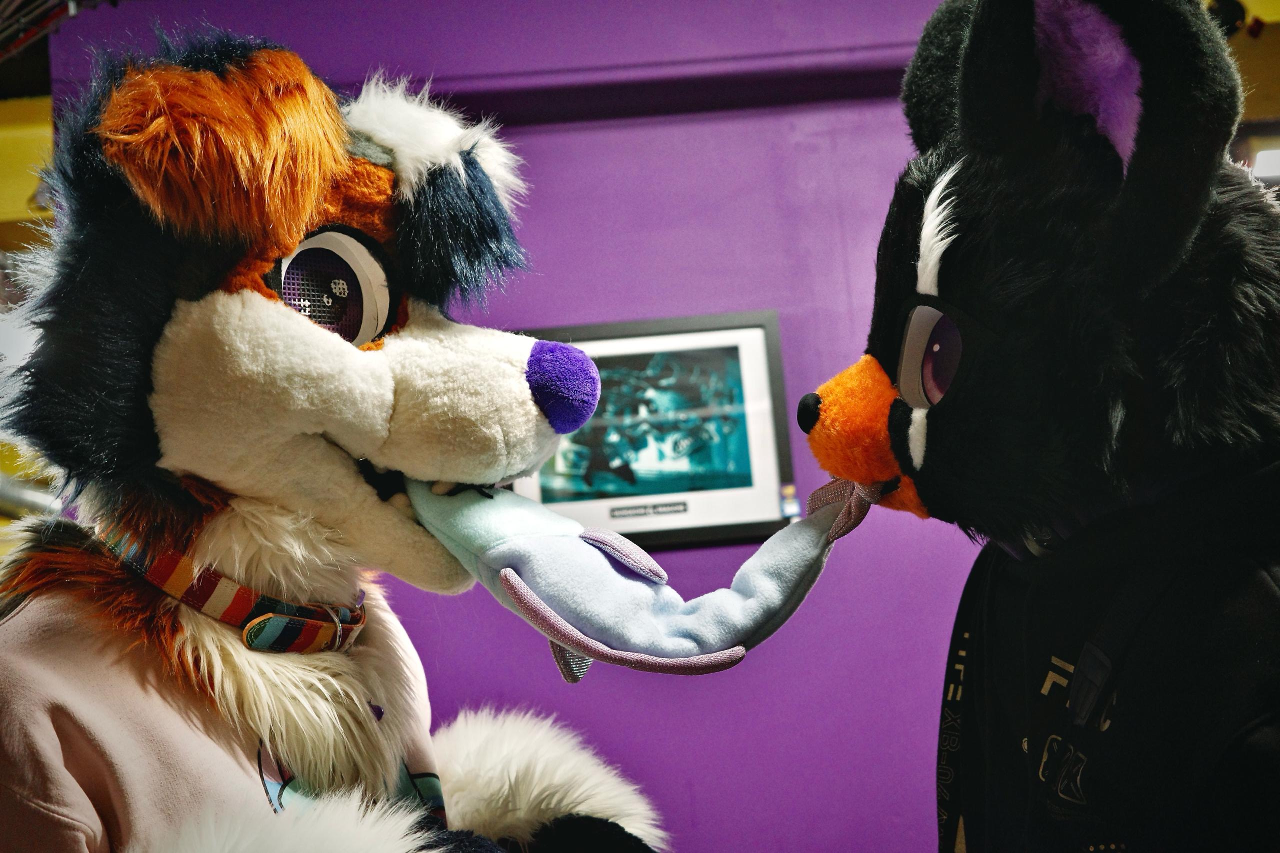 Photo of two fursuiters with a fake fish - inside, purple wall background